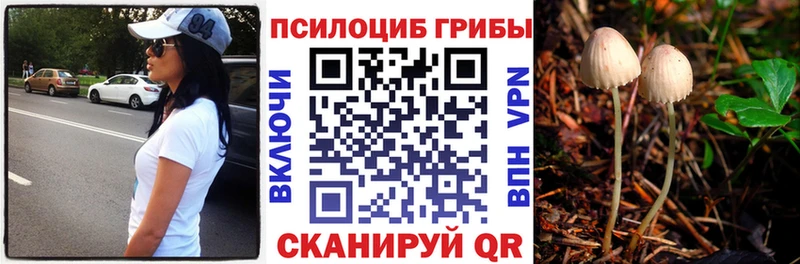 Купить  Порхов  Галлюциногенные грибы Psilocybe 